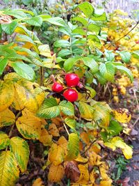 Close-up of fruits on tree