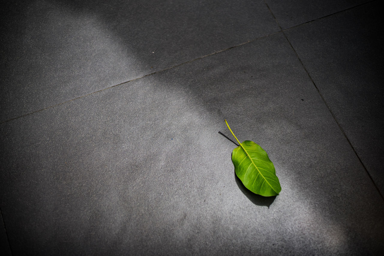 HIGH ANGLE VIEW OF LEAF ON FOOTPATH