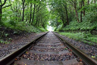 View of railroad tracks amidst trees in forest
