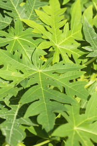 Close-up of green leaves