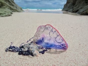 View of shell on beach