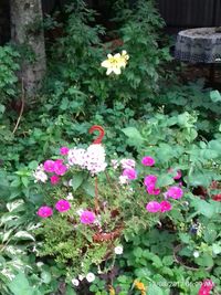 Close-up of pink flowers blooming outdoors