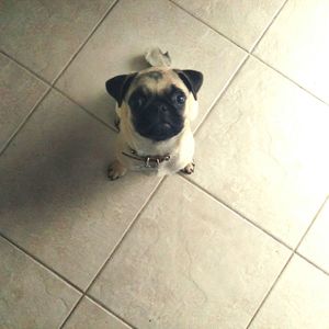 Dog standing on tiled floor