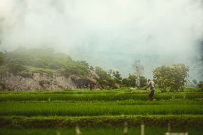 Scenic view of agricultural field