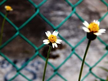 Close-up of white daisy blooming outdoors