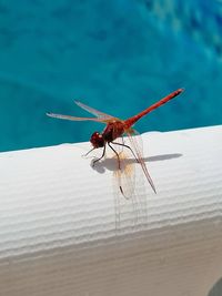 Close-up of dragonfly on pool edge