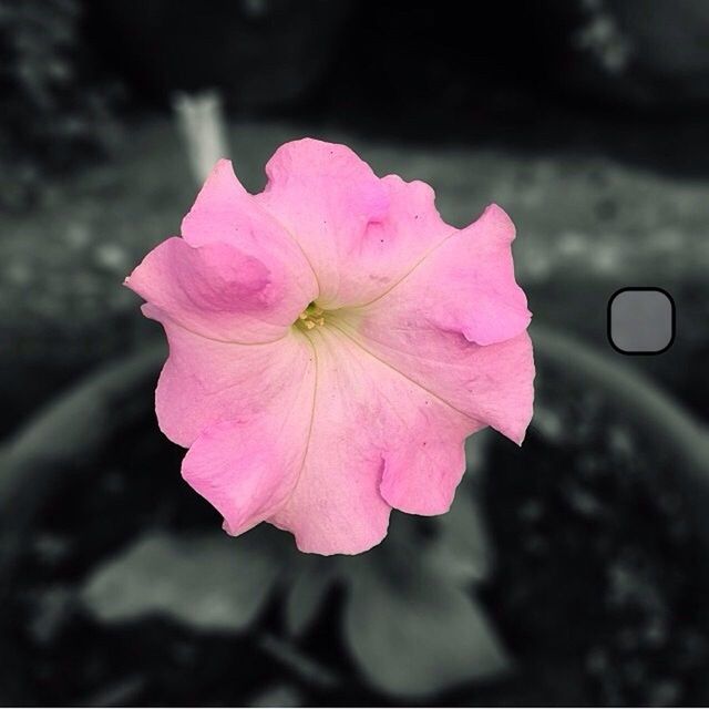 CLOSE-UP OF PINK FLOWERS BLOOMING