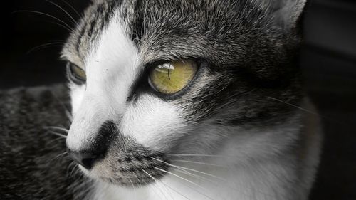 Close-up portrait of cat