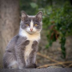 Portrait of cat sitting outdoors