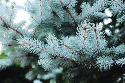 Close-up of pine tree during winter