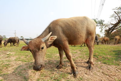 Buffalo in a field