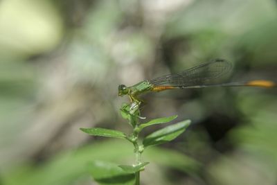 Close-up of grasshopper