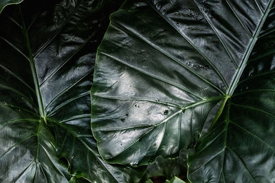 Full frame shot of raindrops on leaves