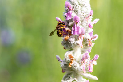 Close-up of bee pollinating on purple flower