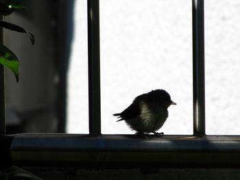 Bird perching on window