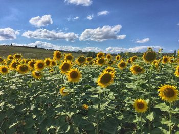 Close-up of sunflowers in field