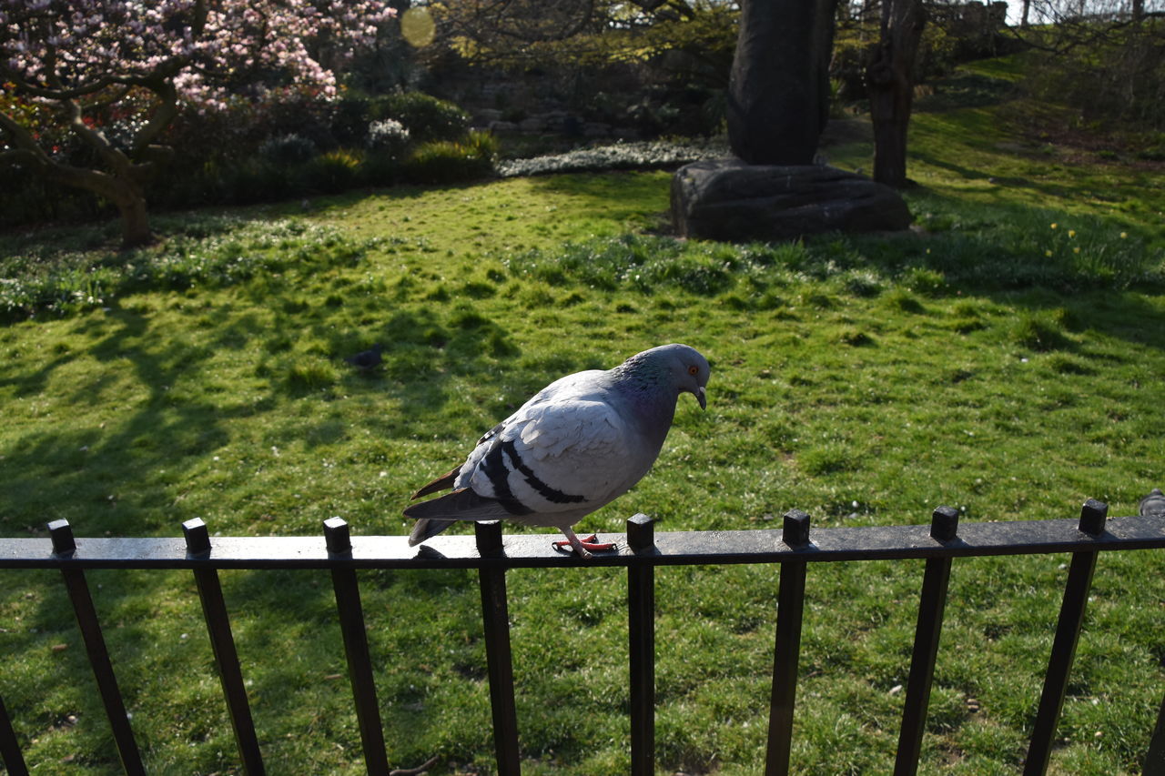 Pigeon looking down