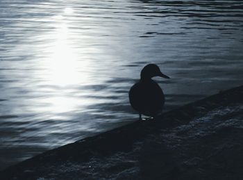 Close-up of bird perching on lake