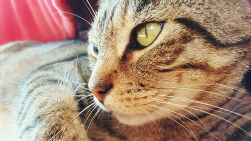 Close-up of cat at home