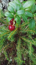 Close-up of red berries on plant