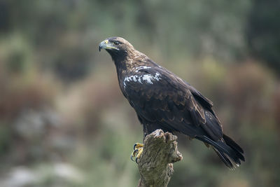 Close-up of bird perching on tree