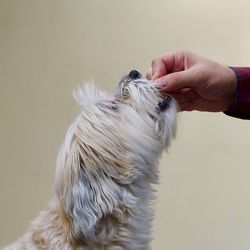 Midsection of person holding dog against sky