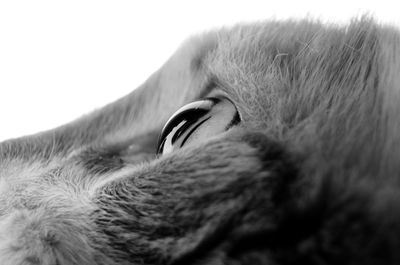 Close-up of cat eye against clear sky