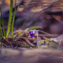 A beautiful blue liverwort flowers blossoming on the forest ground in spring. anemone hepatica.