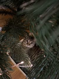 Close-up of bird perching on tree