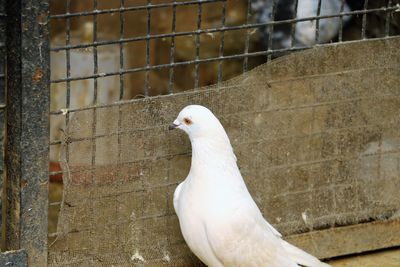 Close-up of pigeon in cage