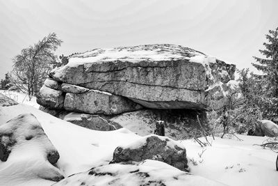 Plants growing on snow covered rock