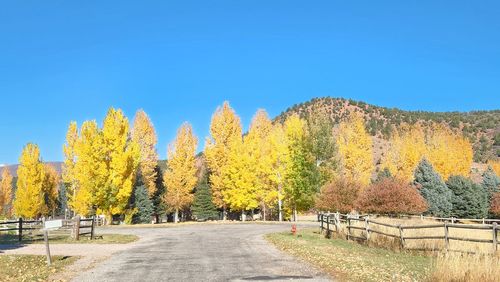 Trees on field against clear blue sky