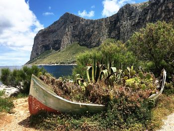 Cactus plants growing on rock against sky