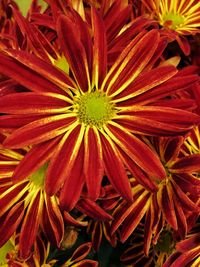 Close-up of flowers