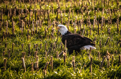 Bird perching on grass