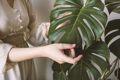 Close-up of woman's hand in silk dress touching leaves monstera deliciosa or swiss cheese plant. 