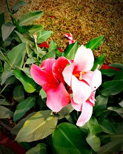 Close-up of pink flowers