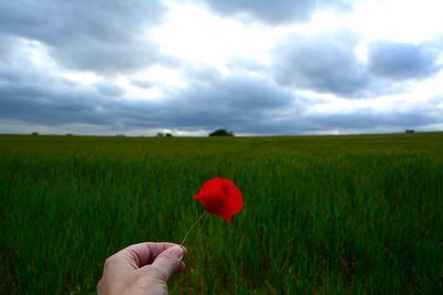 Close-up of hand holding red poppy in field