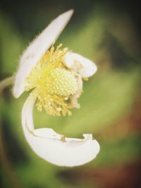 Close-up of white flowers blooming outdoors