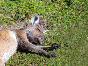 Lion lying on grass