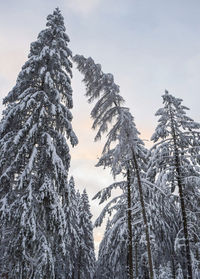 Panoramic view of trees against sky