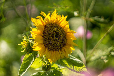 Close-up of sunflower on plant