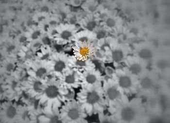 Close-up of daisy flowers