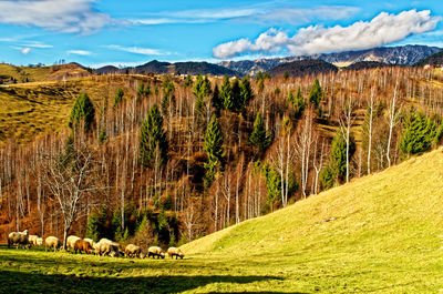 View of sheep on landscape