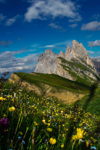 Scenic view of grassy field against sky