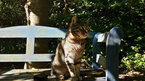 Close-up of tree trunk
