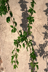 Close-up of plant against wall