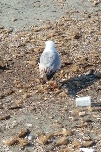 High angle view of seagull on sand