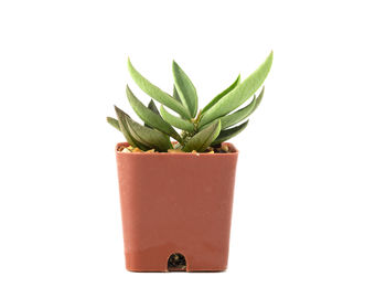 Close-up of potted plant against white background