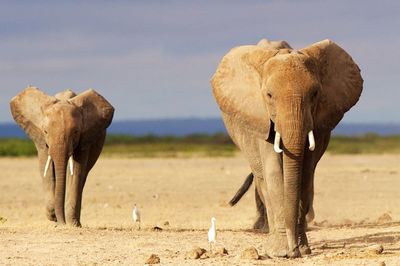 Elephant on a field